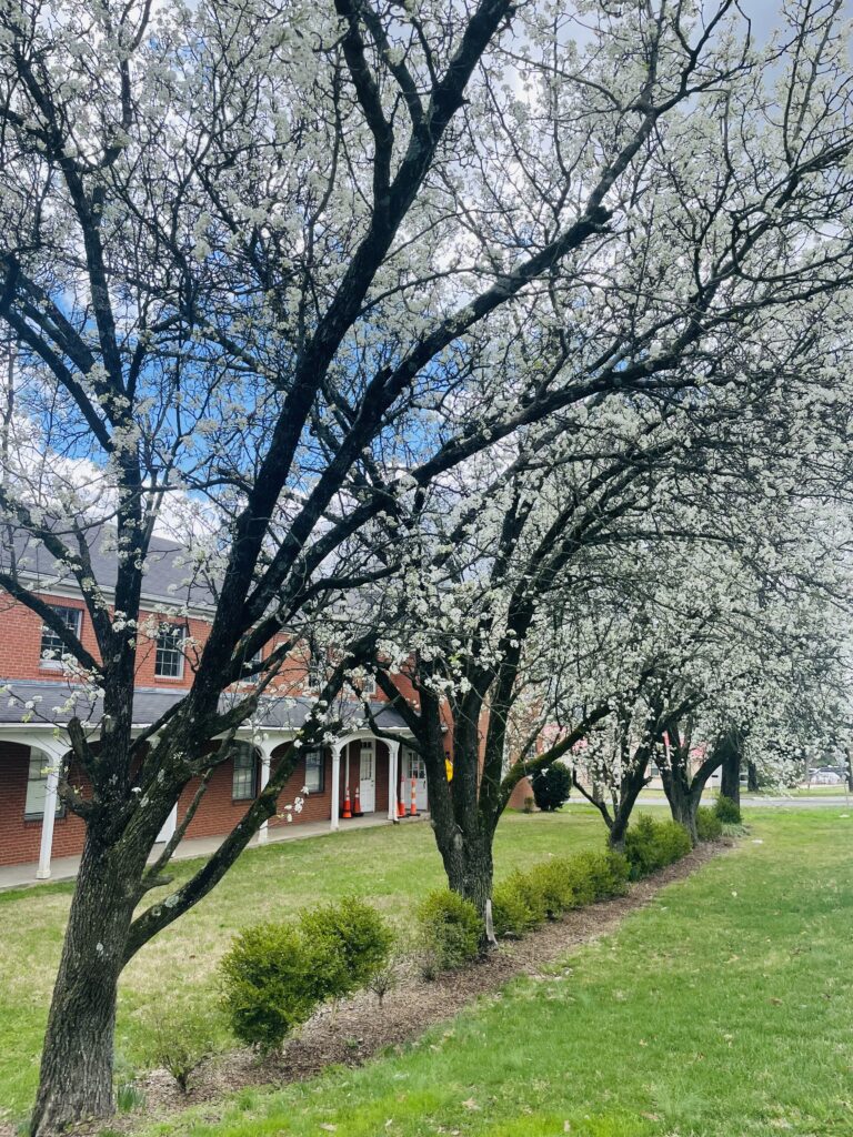White dogwood flowers bloom outside Iglesia Emanuel where Durham art camps are held